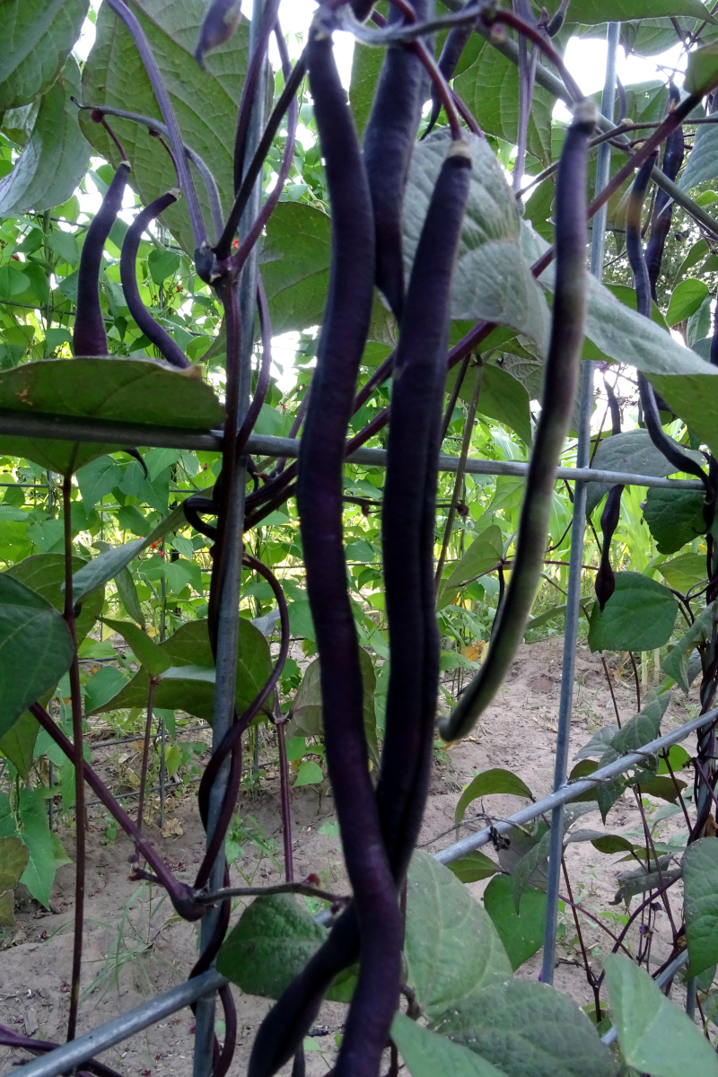 Carminat purple pole bean